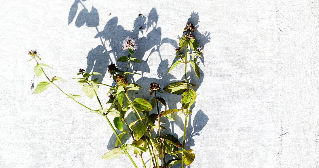 Pfefferminzöl – Alles über Wirkung & Anwendung des Öls