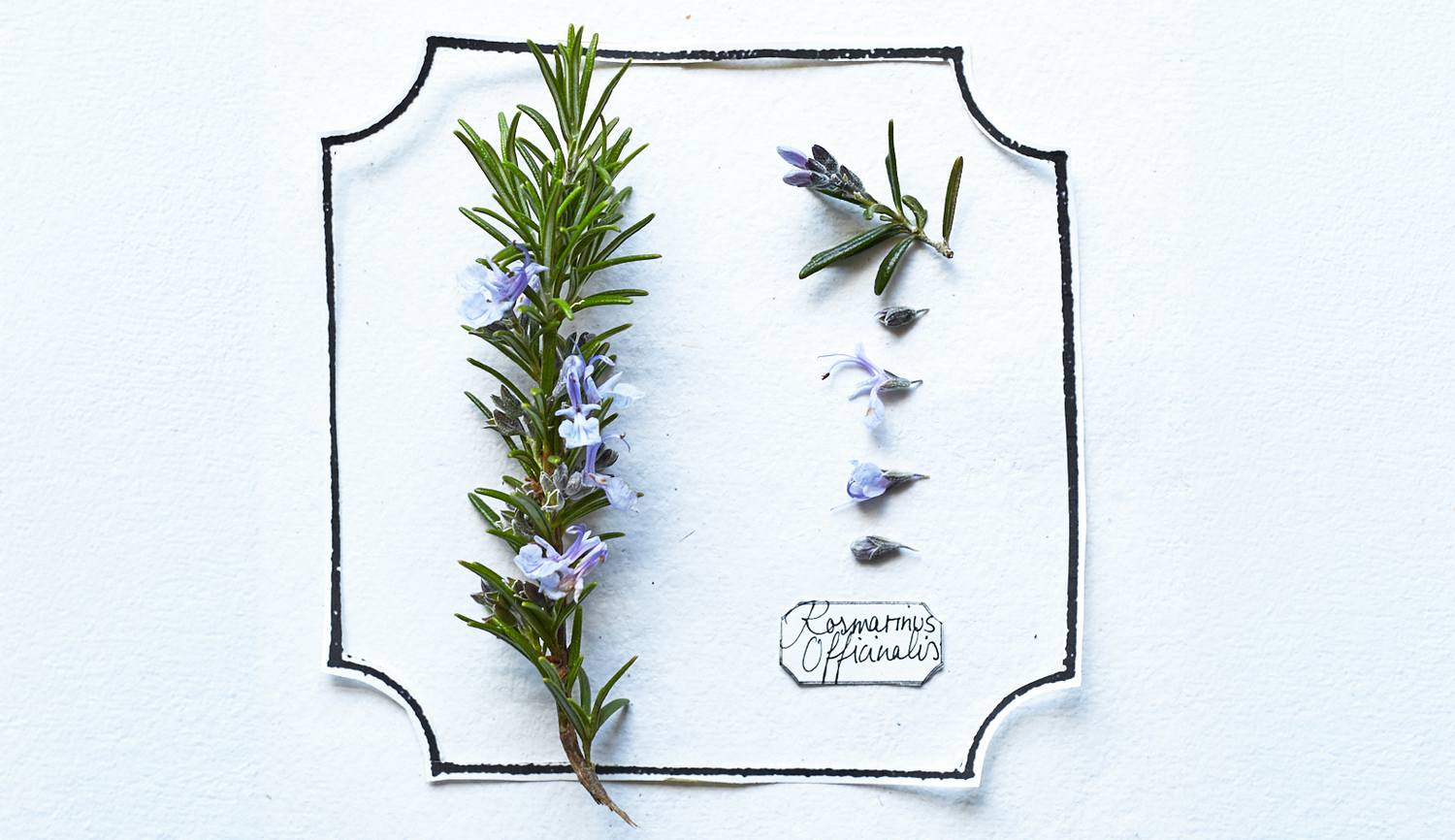 Rosmarinöl – Alles über Wirkung & Anwendung des Öls