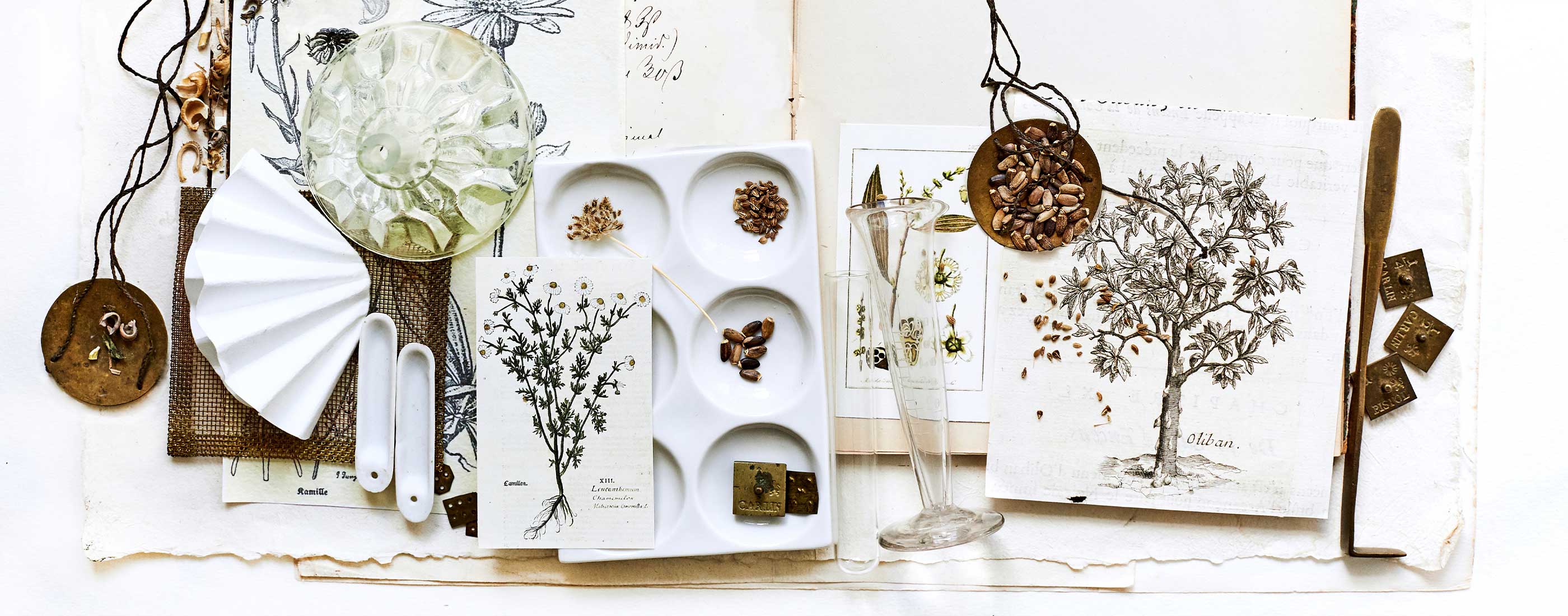 Botanische Stillleben-Collage mit historischen Pflanzenzeichnungen, Samen, Glasgefäßen und Messing-Details – Symbolbild für Naturheilkunde und traditionelle Rezepturen